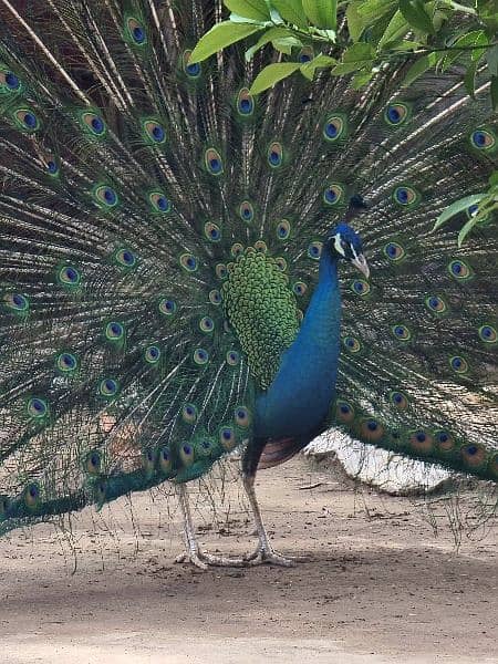 High quality Breeder peacock pair available 7