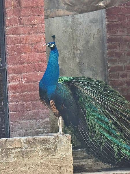 High quality Breeder peacock pair available 8