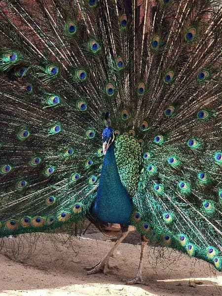 High quality Breeder peacock pair available 9