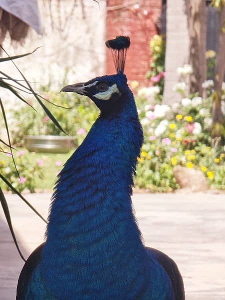 High quality Breeder peacock pair available 10