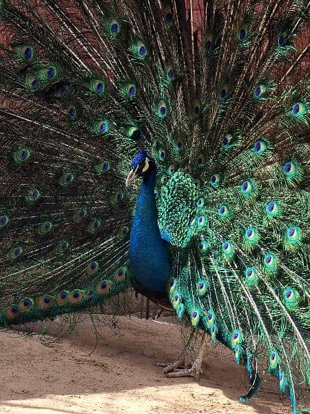 High quality Breeder peacock pair available 13