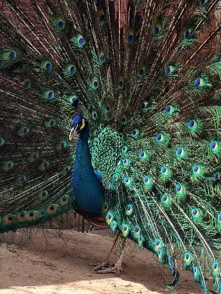 High quality Breeder peacock pair available 14