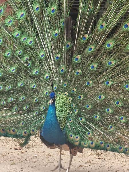 High quality Breeder peacock pair available 16