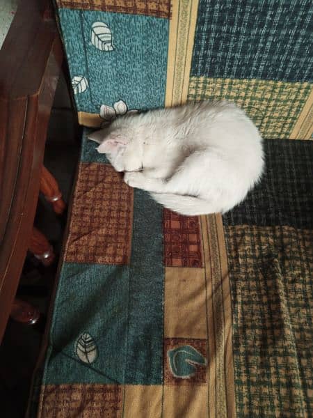 Siberian cat for sale 2