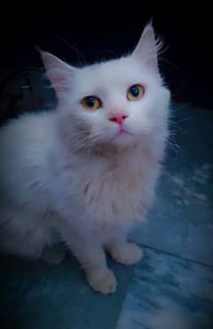 White persian male cat