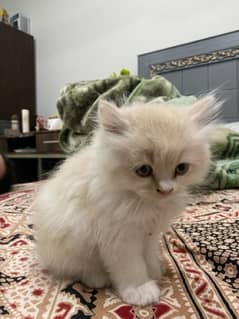 Persian Ragamuffin Kitten White And Orange