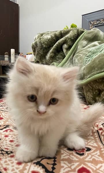 Persian Ragamuffin Kitten White And Orange 1