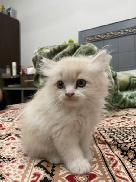 Persian Ragamuffin Kitten White And Orange 2