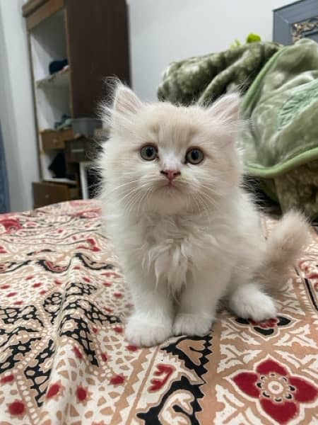 Persian Ragamuffin Kitten White And Orange 3