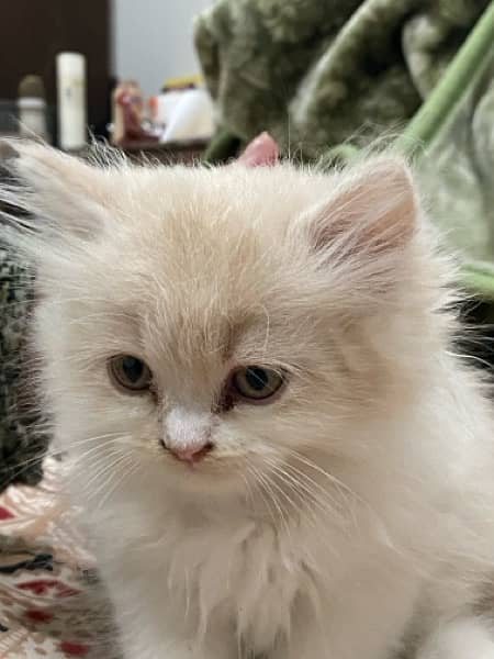 Persian Ragamuffin Kitten White And Orange 4