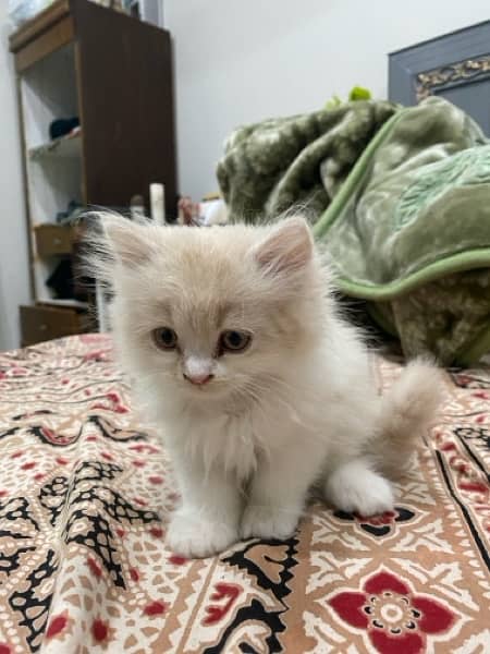 Persian Ragamuffin Kitten White And Orange 5