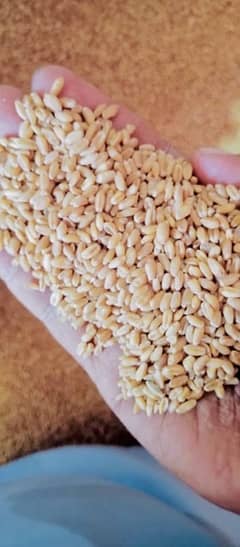 Refine Wheat