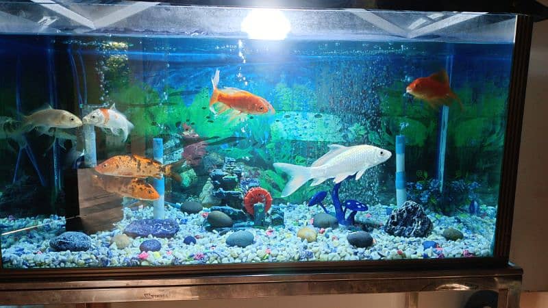 Fish Aquarium for sale urgent. 2