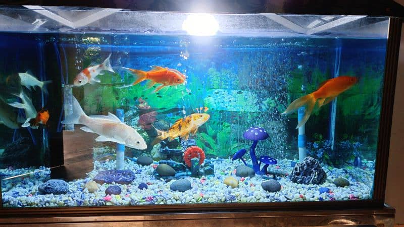 Fish Aquarium for sale urgent. 4
