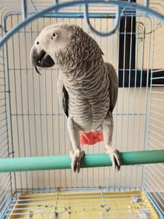 African Graw parrot for sell 0