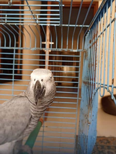 African Graw parrot for sell 1