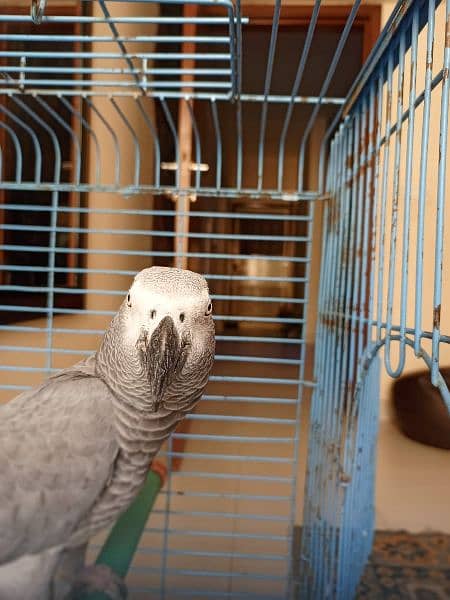 African Graw parrot for sell 2