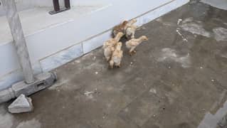 Golden heavy buff chicks for sale in SAHIWAL