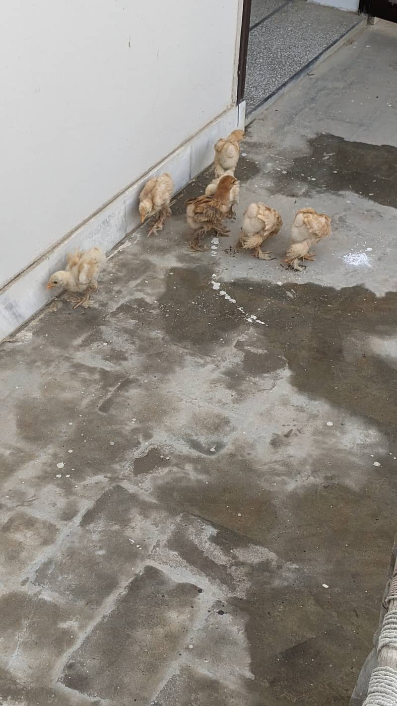 Golden heavy buff chicks for sale in SAHIWAL 1