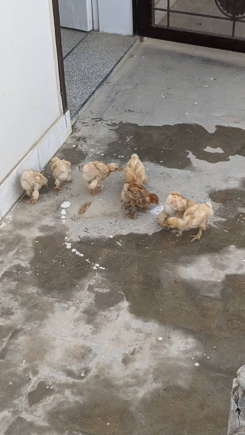 Golden heavy buff chicks for sale in SAHIWAL 2