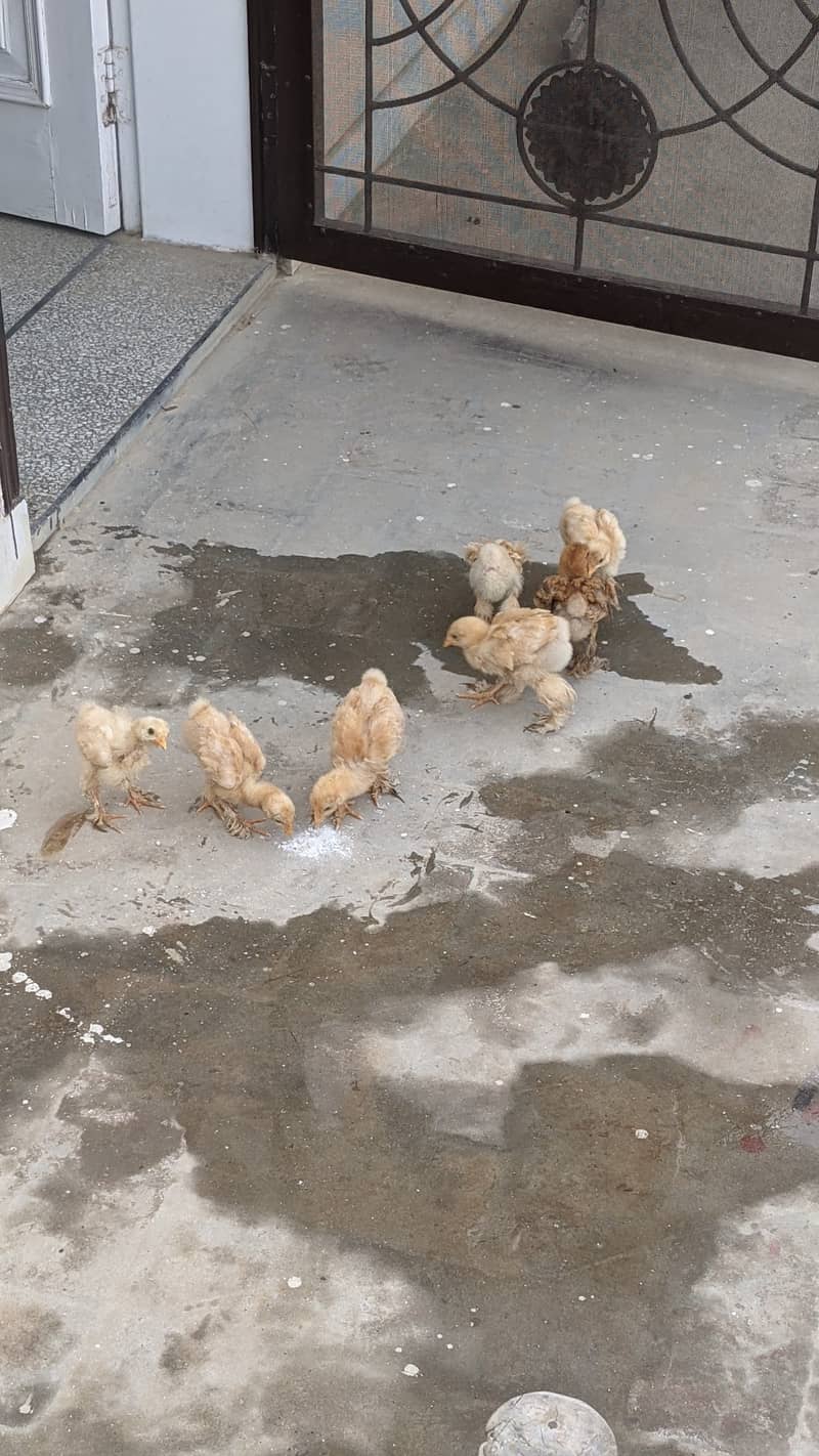 Golden heavy buff chicks for sale in SAHIWAL 3