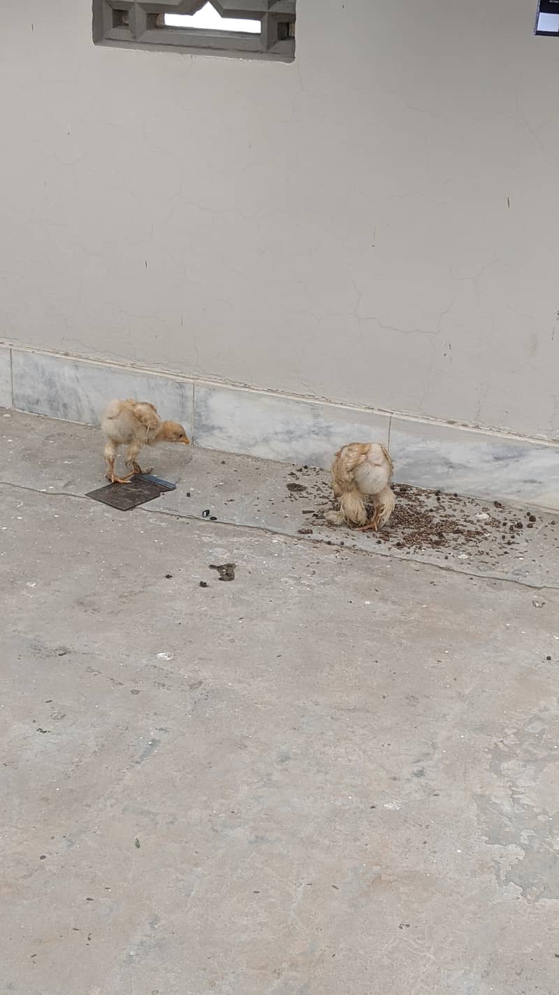 Golden heavy buff chicks for sale in SAHIWAL 4
