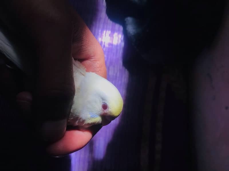 Creamio red eye hand tame Australian parrot for sale 1