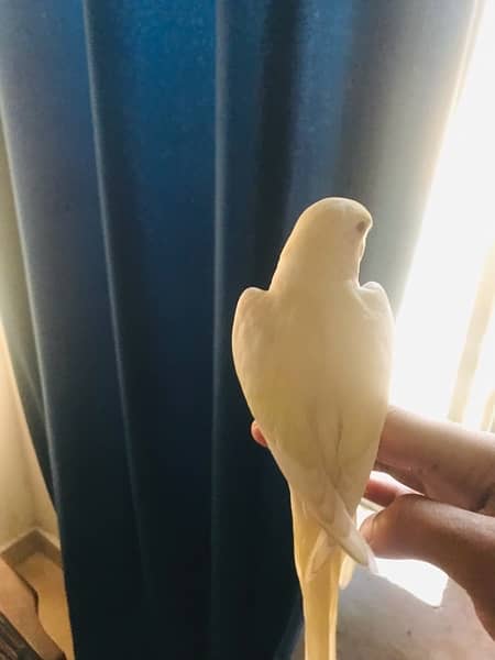 Creamio red eye hand tame Australian parrot for sale 2