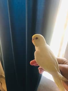 Creamio red eye hand tame Australian parrot for sale