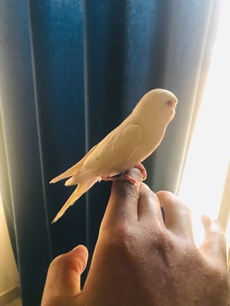 Creamio red eye hand tame Australian parrot for sale 3