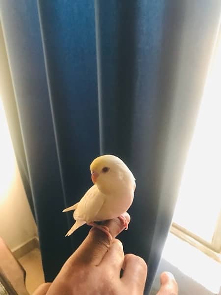 Creamio red eye hand tame Australian parrot for sale 4