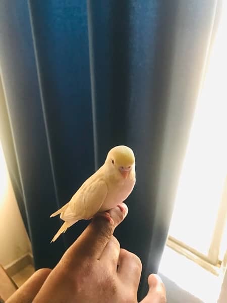 Creamio red eye hand tame Australian parrot for sale 5