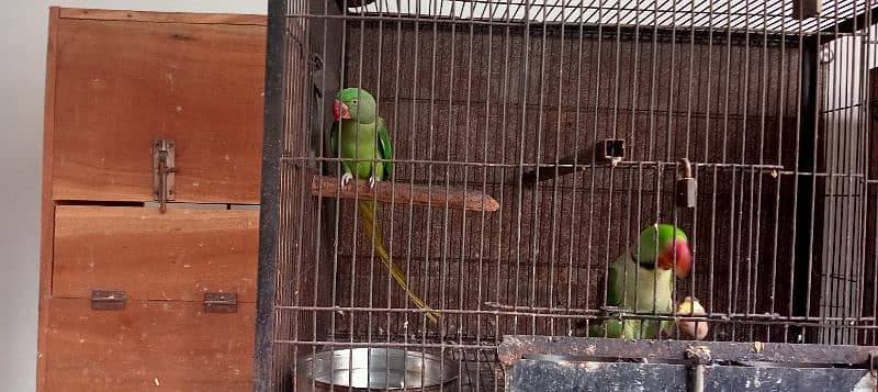 Kashmiri / Breeder pair / Kashmiri Parrot / Parot / Breder pair 0