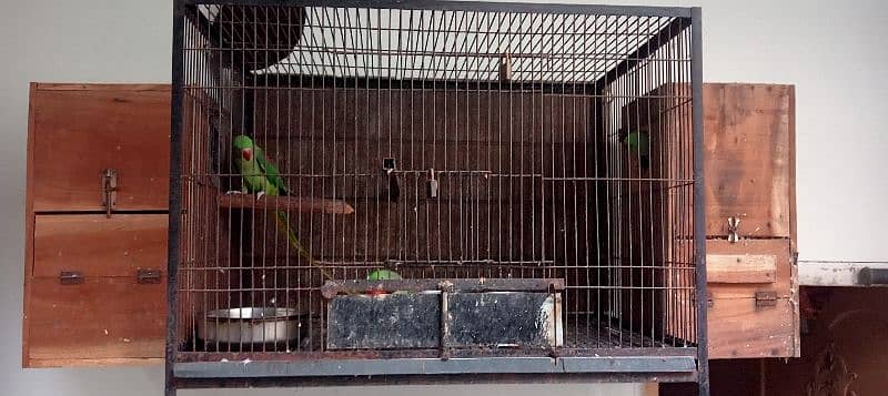 Kashmiri / Breeder pair / Kashmiri Parrot / Parot / Breder pair 1