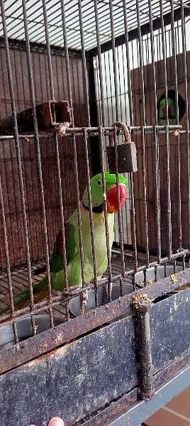 Kashmiri / Breeder pair / Kashmiri Parrot / Parot / Breder pair 2