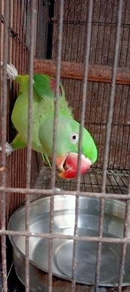 Kashmiri / Breeder pair / Kashmiri Parrot / Parot / Breder pair 3