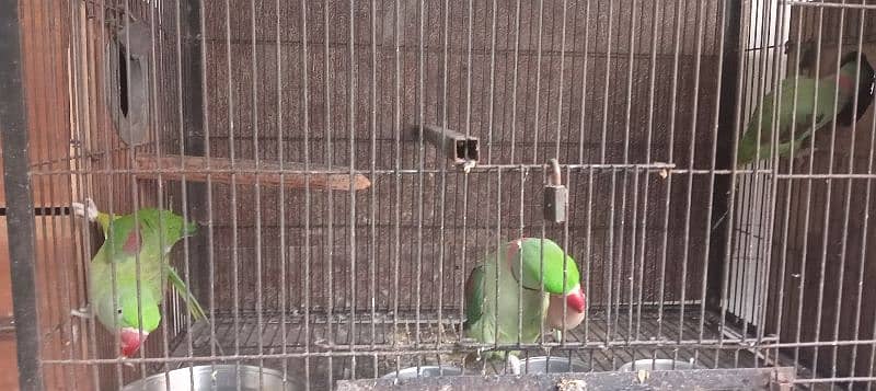 Kashmiri / Breeder pair / Kashmiri Parrot / Parot / Breder pair 4
