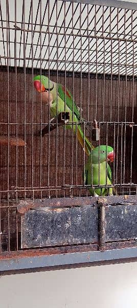 Kashmiri / Breeder pair / Kashmiri Parrot / Parot / Breder pair 6