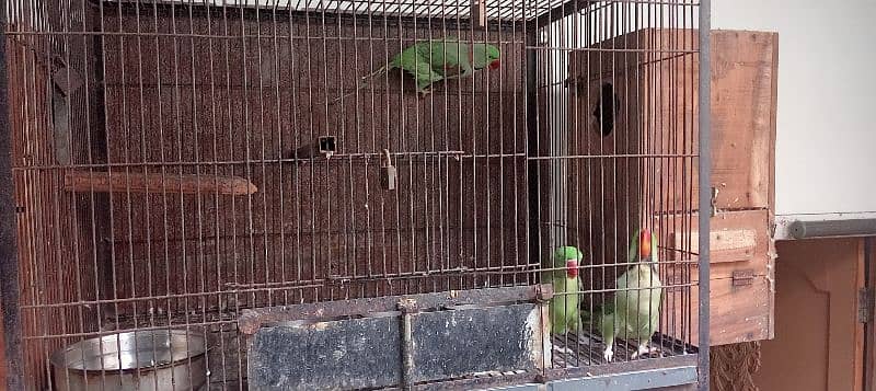 Kashmiri / Breeder pair / Kashmiri Parrot / Parot / Breder pair 8