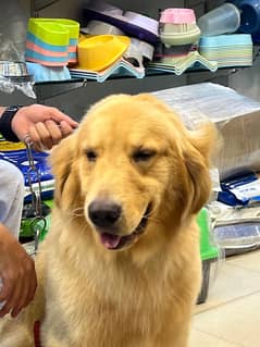 Golden Retriever dog for sale