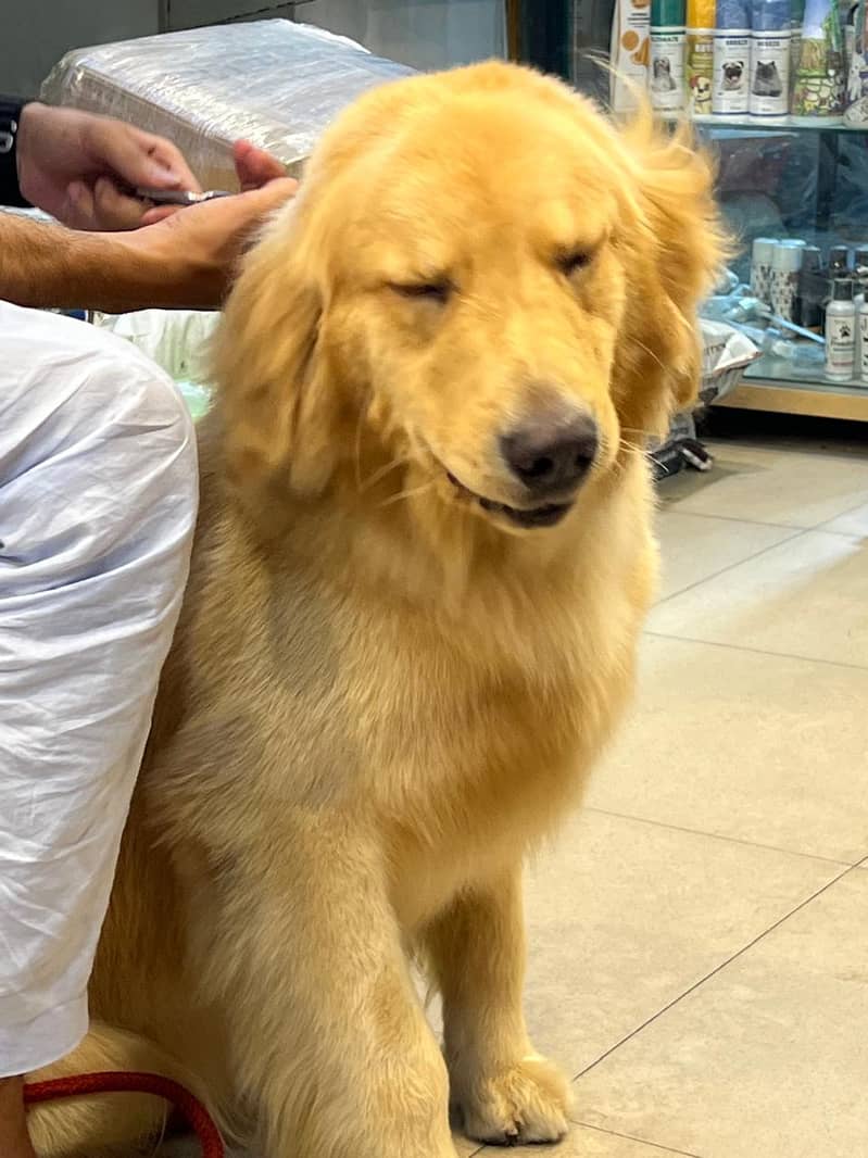 Golden Retriever dog for sale 1