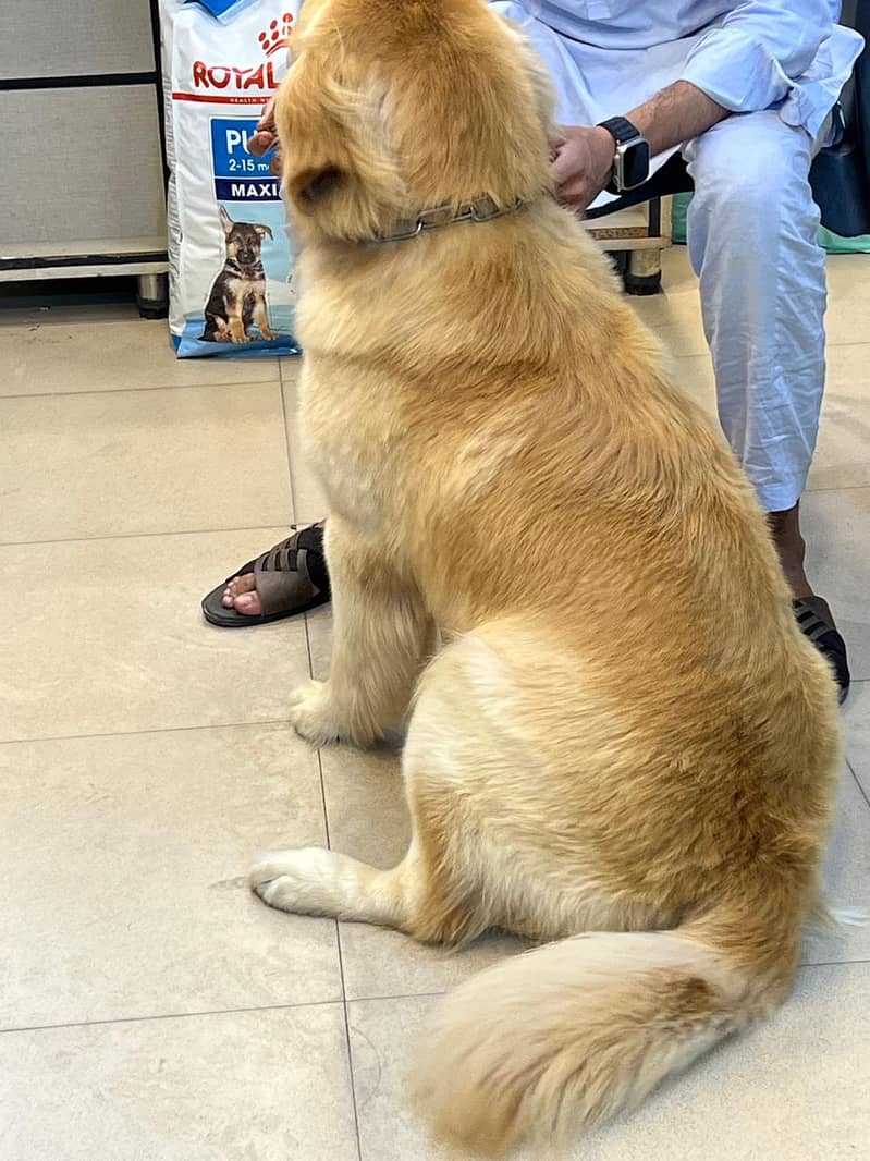 Golden Retriever dog for sale 2