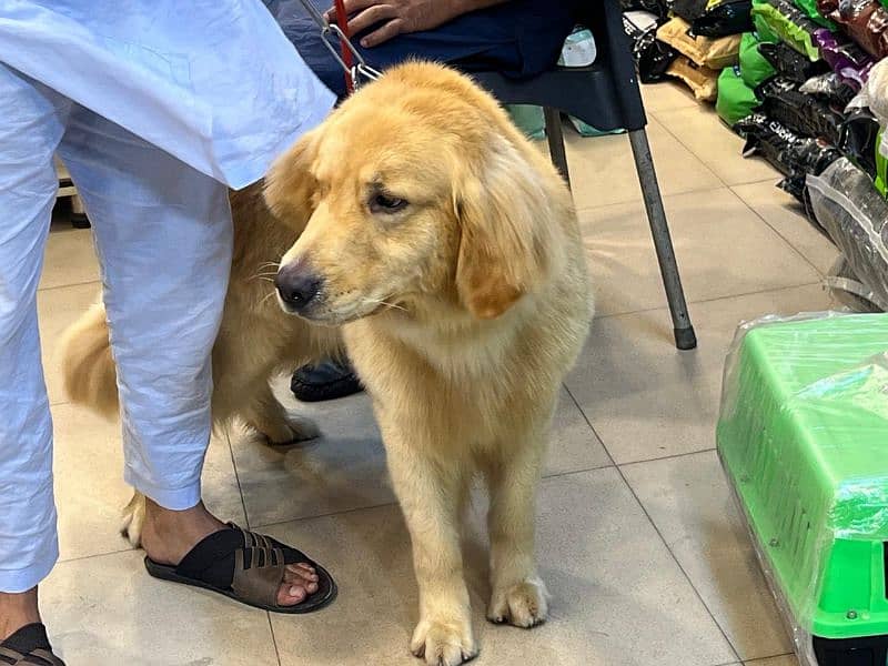 Golden Retriever dog for sale 6