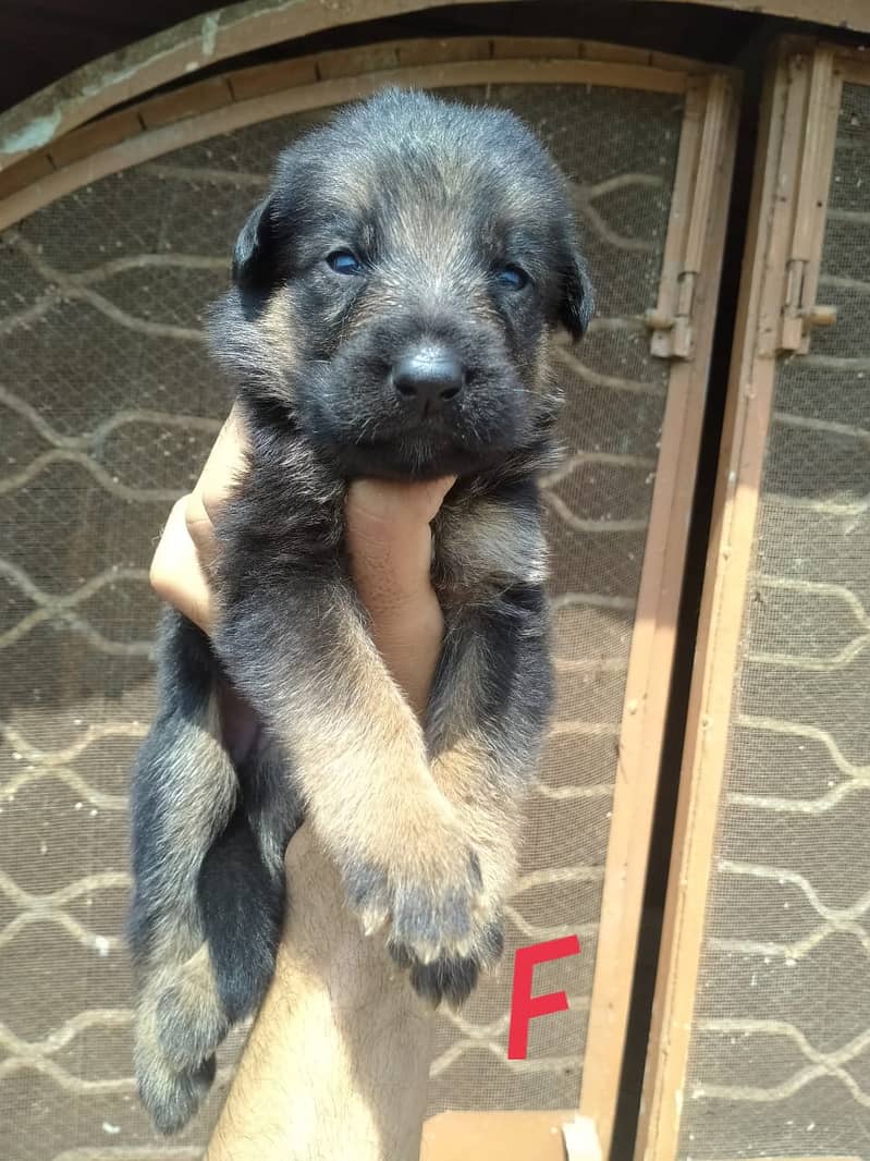 German Shepherd Puppies For Sale in Reasonable Price Best For New Love 0