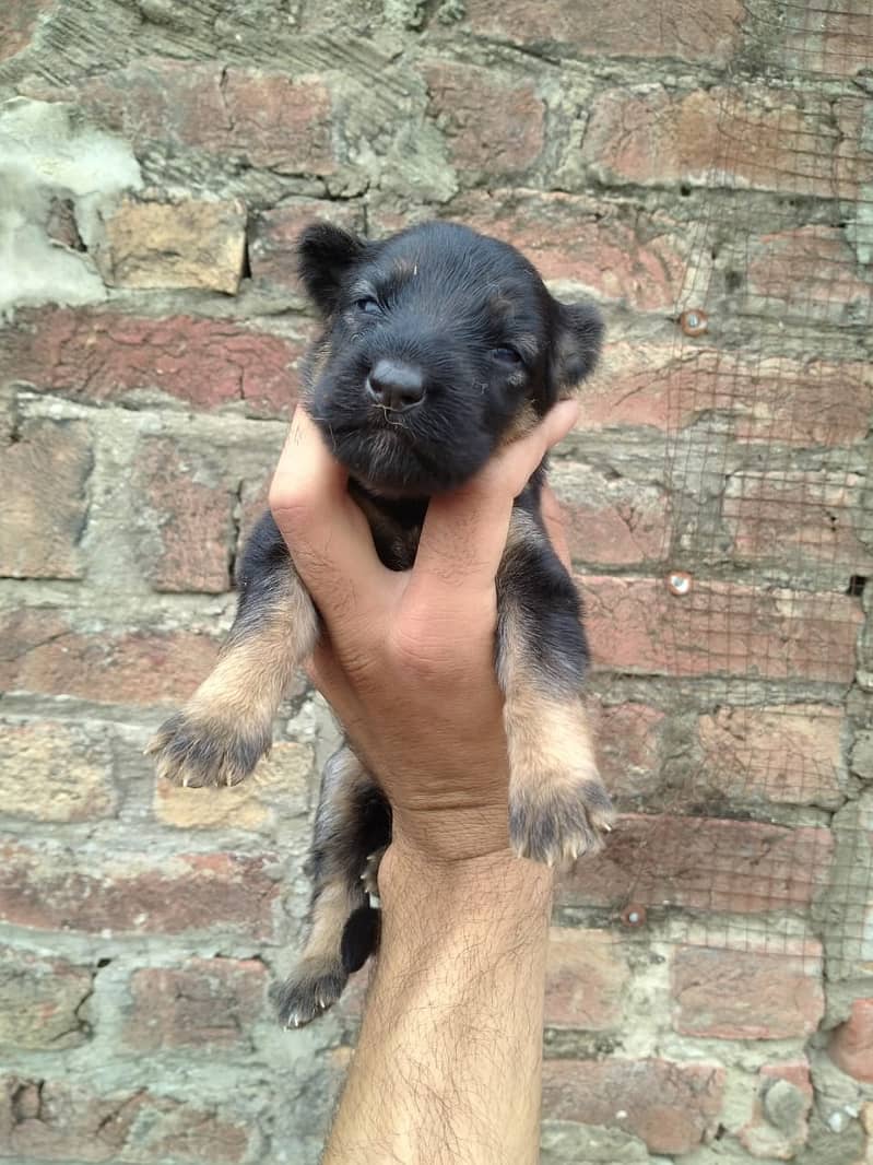 German Shepherd Puppies For Sale in Reasonable Price Best For New Love 2
