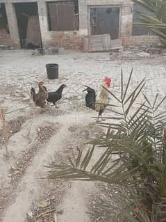 Egg Laying Hens For Sale