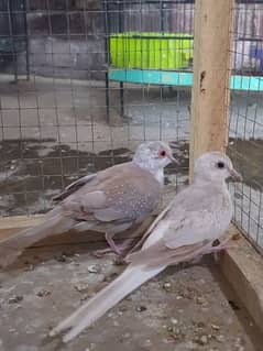 red paid and opal paid Doves