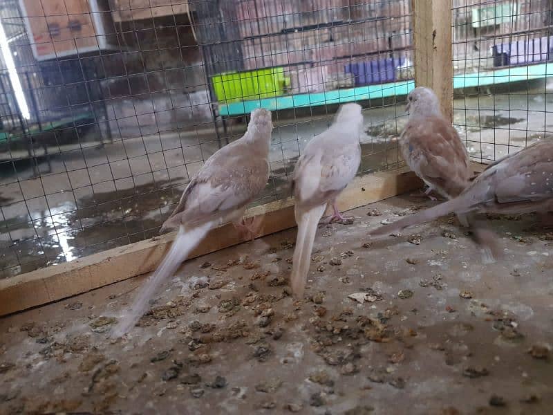 red paid and opal paid Doves 1