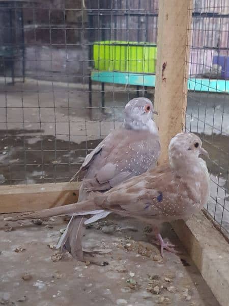 red paid and opal paid Doves 2