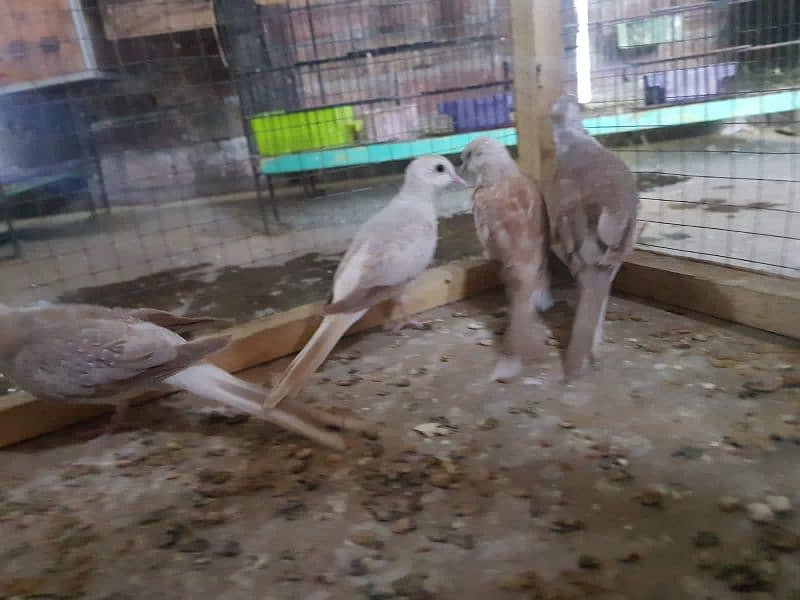 red paid and opal paid Doves 3